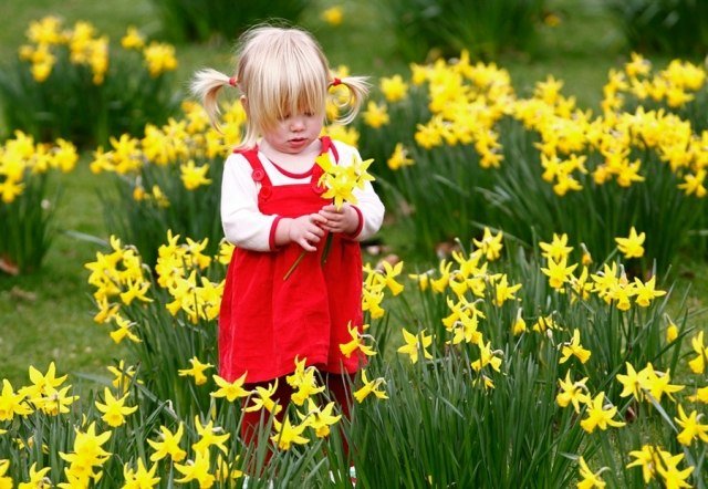 Påskeliljer i sengeplejen i det forårsblomstrende sted