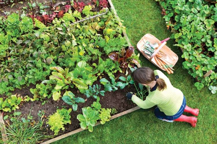 Tips til vedligeholdelse af havearbejde-undgå-fejl-grøntsag-grønne salater