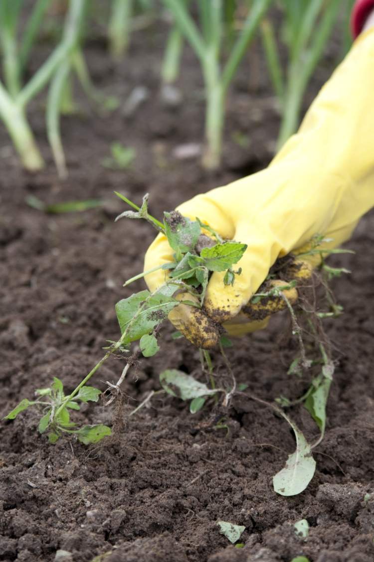 tips til havearbejde-fejl-blomster-i stedet-rive-ukrudt