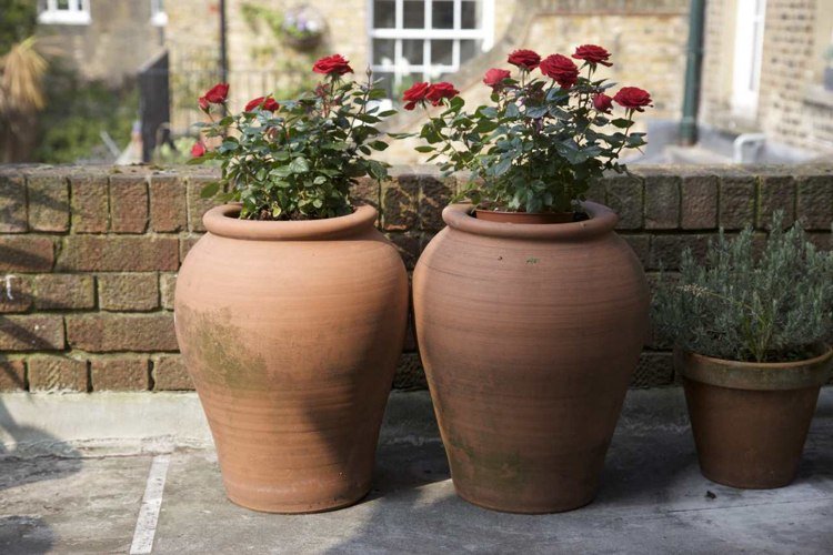 røde roser i krukker og terracotta vaser urner Middelhavet