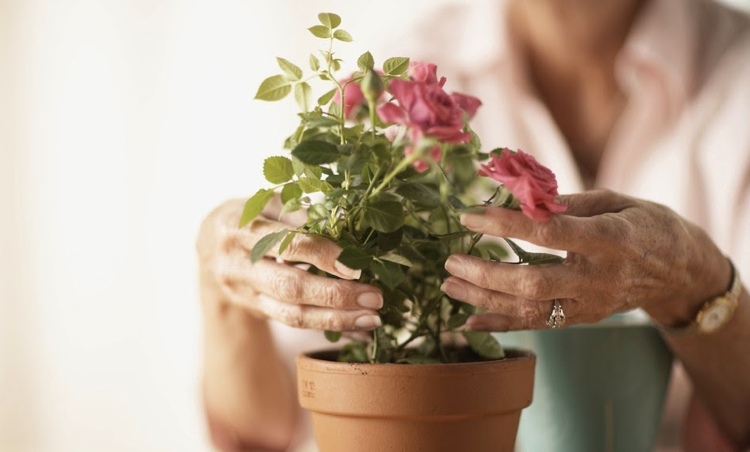 Gryderoser plantes bedst i terracottagryder