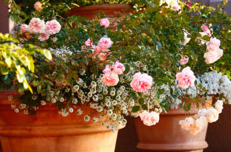 Plant roser i terracotta -karret
