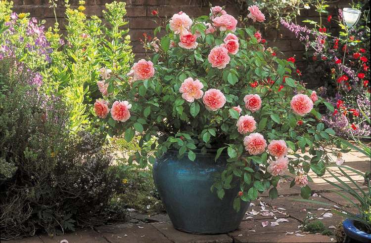 Rosepleje i potte Laksefarvet blomster terrasse