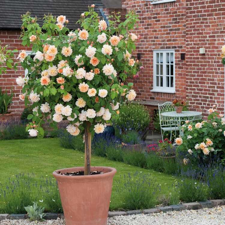 Standard rose i terracottabade. Ferskenfarvede blomster