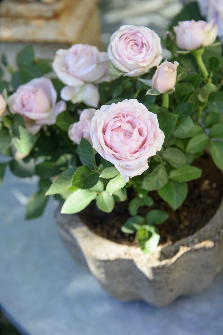 Mini rose med lyserøde blomster i et betonkar