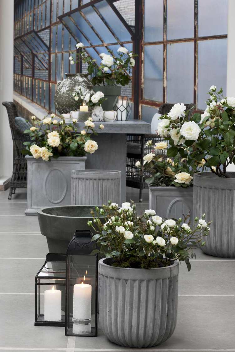 hvide roser i spande til haven og terrassen, dybe spande med et betonlook