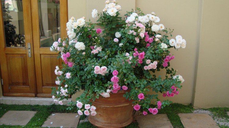 Flere typer roser i en balje af hvid rose og pink