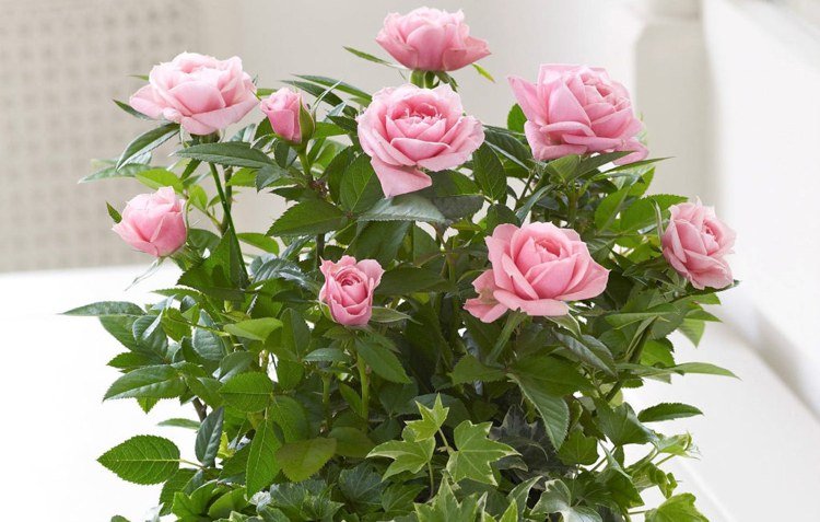 Mini rose i gryden Companion plant vedbend underplantning