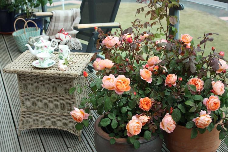 Container roser appelsinblomster terracotta karbad terrasse