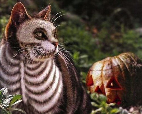 Kat make up skræmmende idé dyr