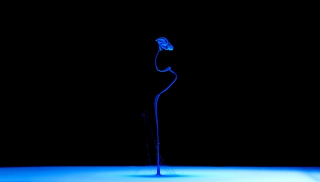 Mark Mawson-undervands-kunstfotografier-blå blomster mønster