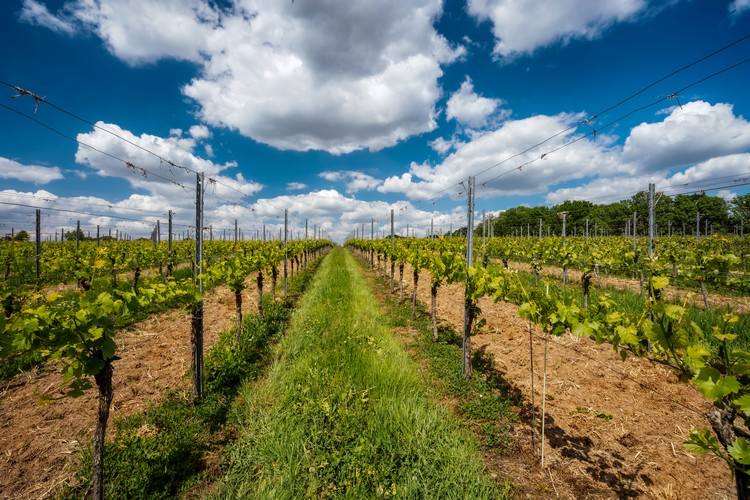 Vinferie Mosel Tips Vingård Tyskland Mosel Region