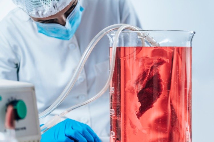 Udfør bioteknologisk proces på rødt kød i laboratoriet