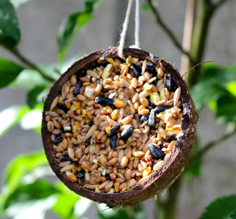 Lav fuglefoder selv med Palmin kokosolie og ingredienser til bløde madspisere og kornædere
