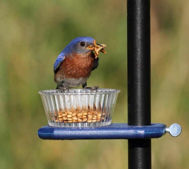 Brug insekter og orme til fuglefoder om sommeren