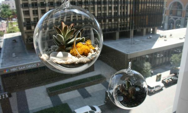 hængende planter saftige terrarium glas urtepotte ideer grønnere