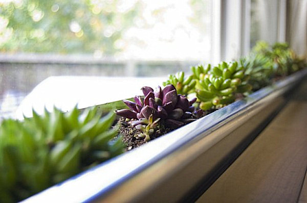 Grønt vinduesgrønt miljøvenlige indendørs ideer med saftige plantekrukker