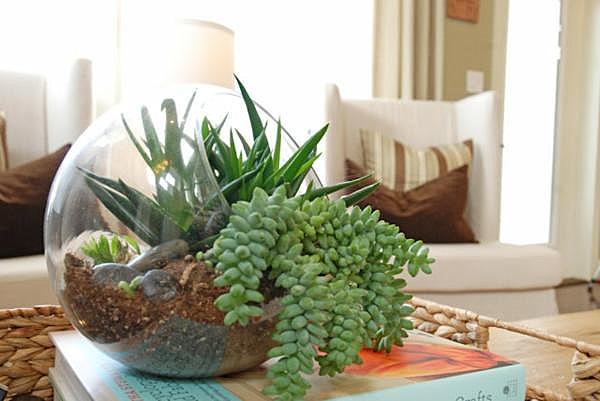 borddekoration terrarium saftige plante ideer indendørs havegrønt
