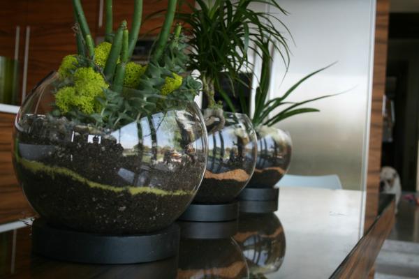 miljøvenligt design deco terrarium-plantning-ideer
