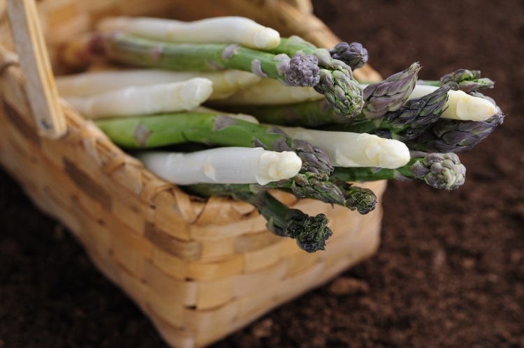 asparges-voksende-hvid-grøn-kurv-høst-plante-tips-vokse