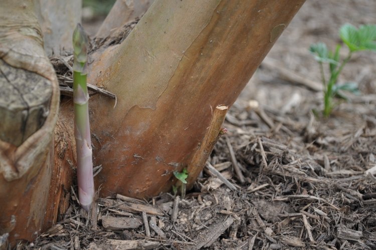 asparges-voksende-grøn-voksende-jord-høst-plantespirer