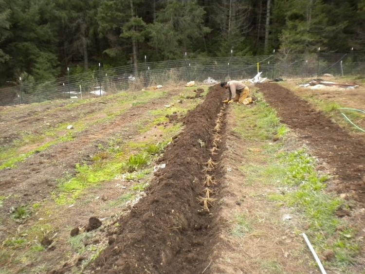 asparges-voksende-jord-plantning-håndværk-bed-jord-humus