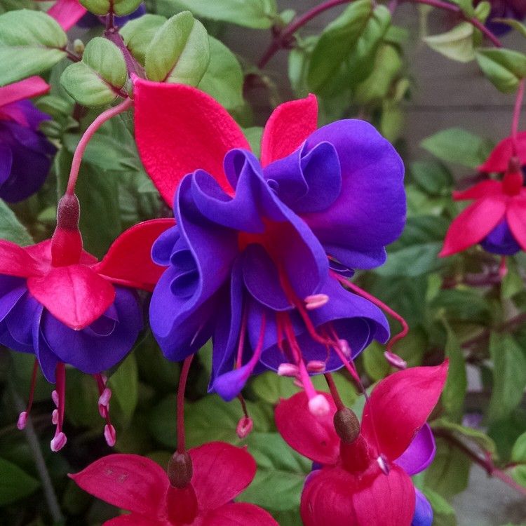 langblomstrende fuchsias altanblomster fra maj til september