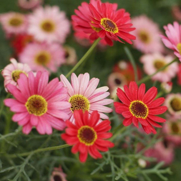 hvilke altanblomster blomstrer alle sommergerberaer