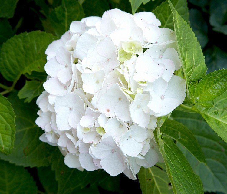 lange blomstrende sommerblomster til altanhortensiaer