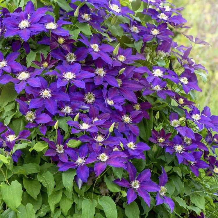 langblomstrende altanblomster med plejetips clematis