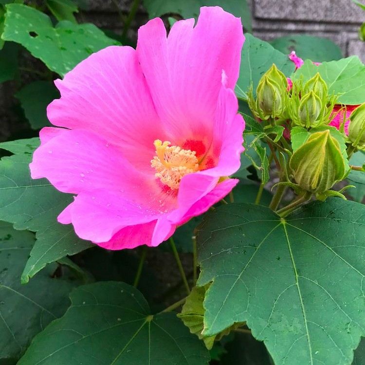 Langblomstrende rosenhøg til vejledning om sommerpleje