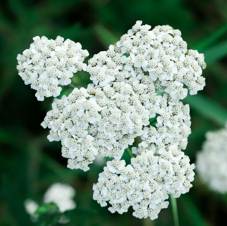 langblomstrende altanblomster hvid yarrow til kar