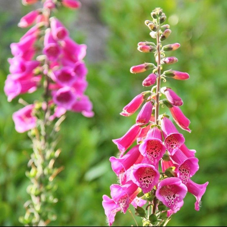 Plant langblomstrende altanblomster foxhandsker