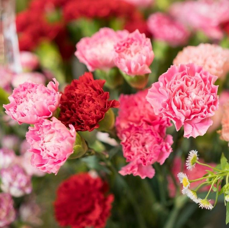 langblomstrende sommerblomster til altaner og krukker med nelliker