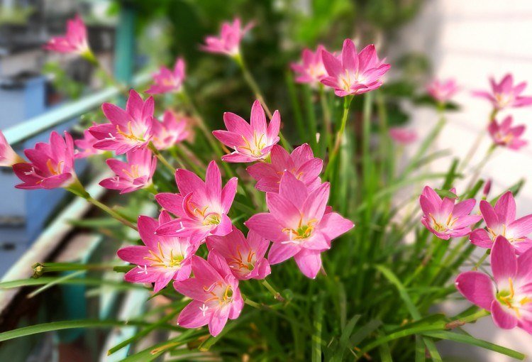 Hvilke altanblomster blomstrer liljer hele sommeren