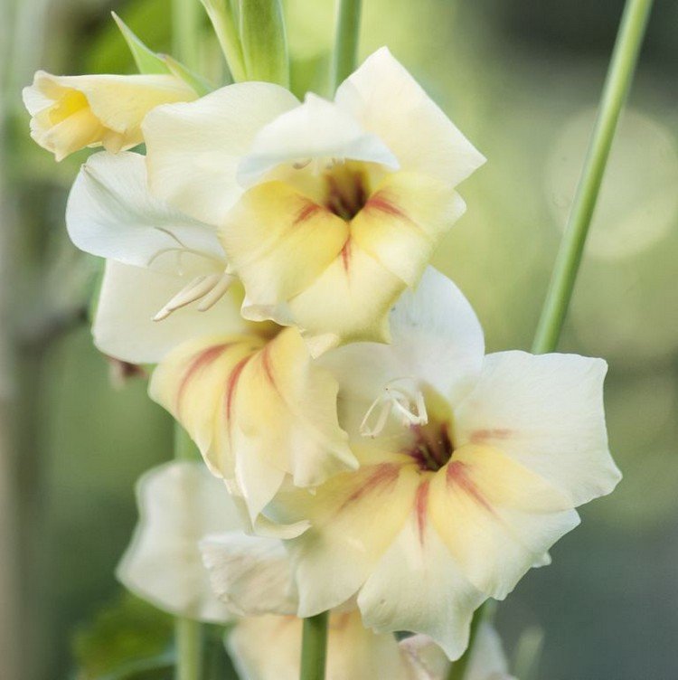 Langblomstrende altanblomster til blomsterkasser og baljer af gladioli