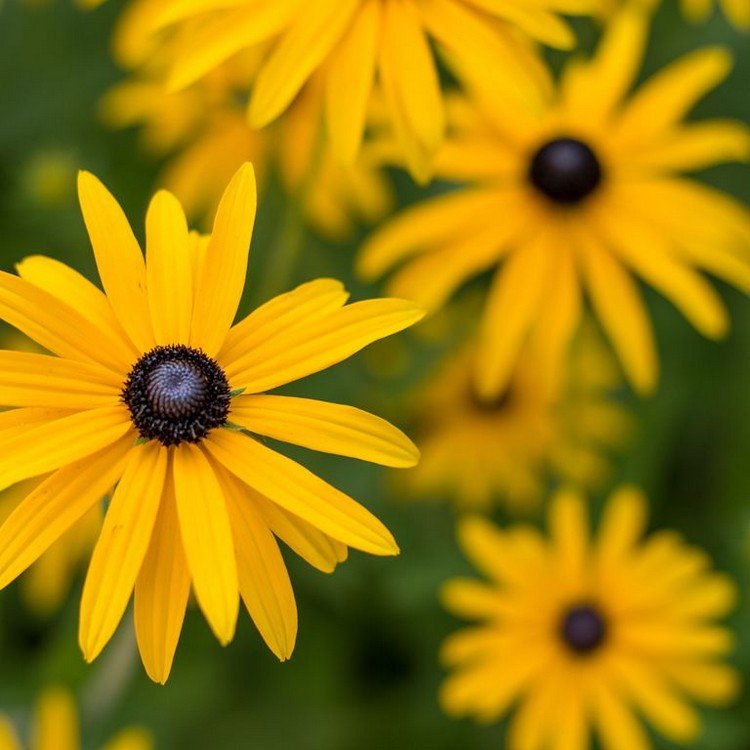 Hvilke blomster blomstrer i sommer gul coneflower