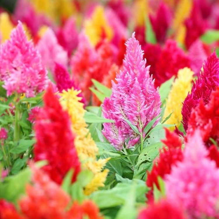 Hvilke sommerblomster er flerårig bunke