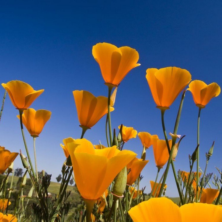 langblomstrende altanblomster til californiske valmuer med solskin