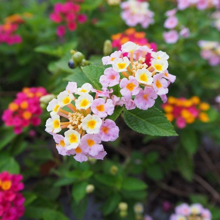 Permanent blomstrende sommerblomster til badekar og altankasser, Wandelroeschen