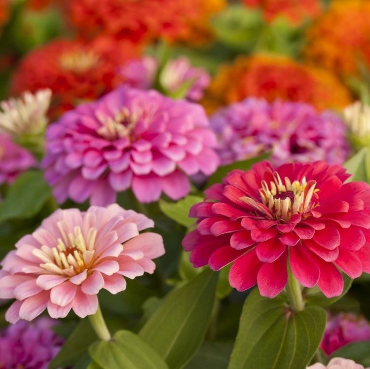 Containerplanter, der blomstrer i lang tid, er zinnias