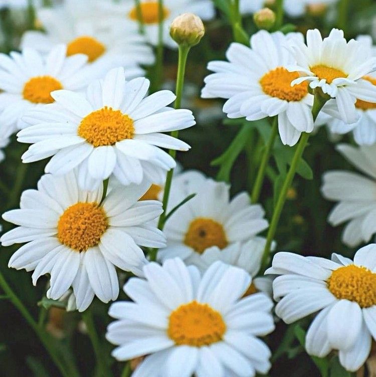 Balkonblomster, der blomstrer fra juni til oktober Marguerite