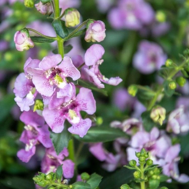 hvilke altanblomster blomstrer den længste Angelonia