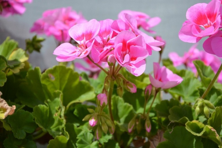 Geranium i pink (Pelargonium) og rosengeranium i kampen mod irriterende flyvende insekter
