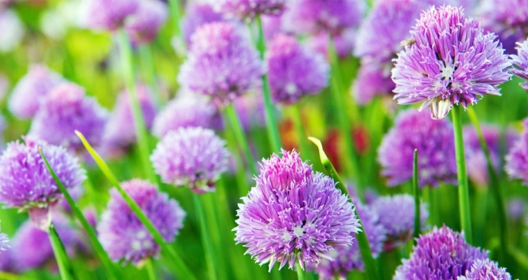 Planter mod fluer til udendørs - Allium med smukke lilla blomster