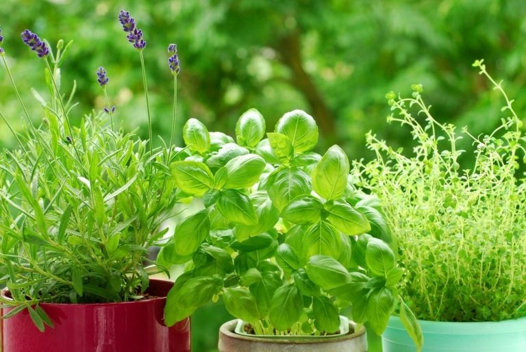 Brug urter til at bekæmpe fluer - basilikum, oregano, rosmarin, timian, mynte