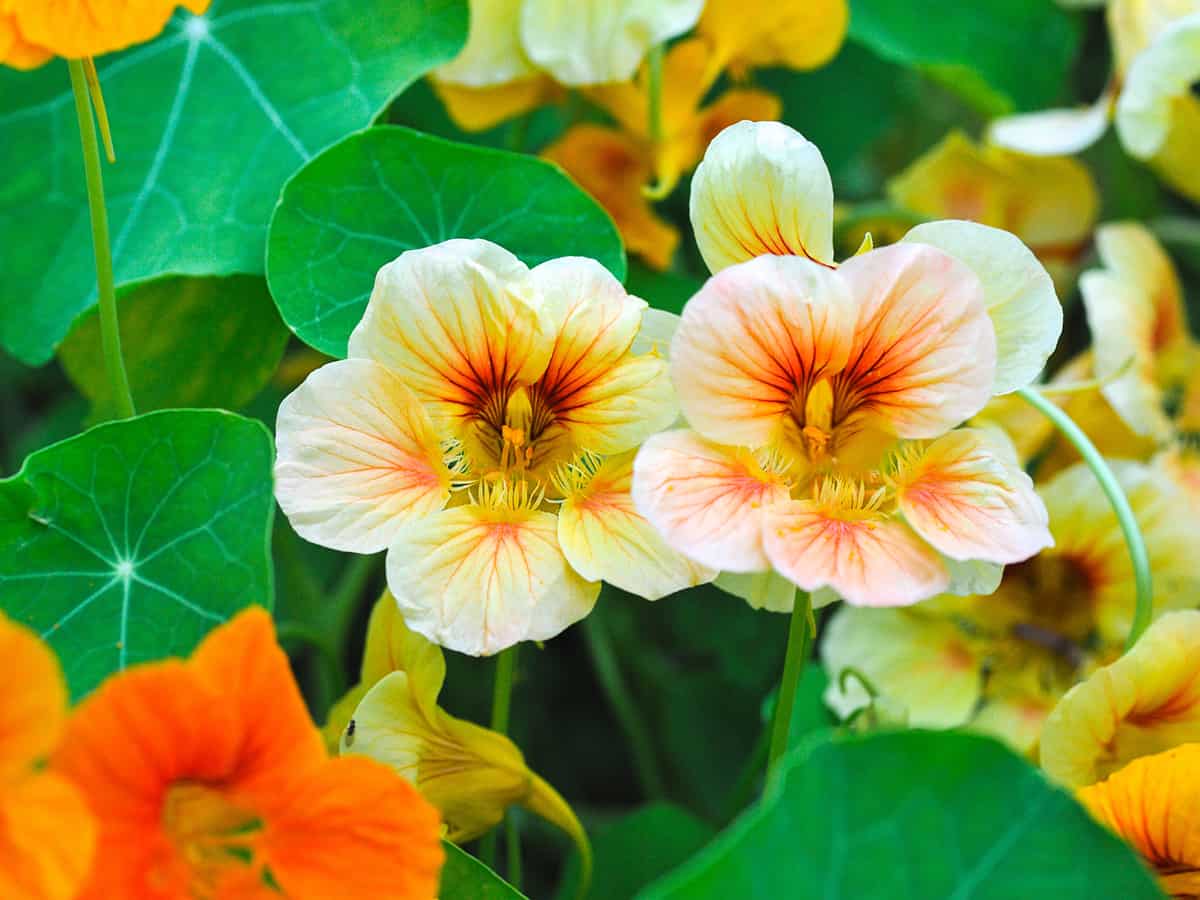 Nasturtium med cremefarvede og orange blomster til insektbekæmpelse