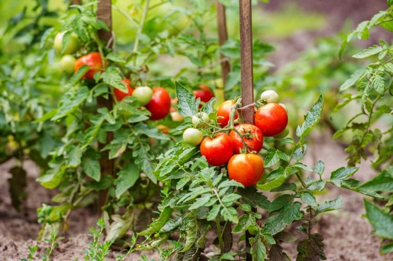 Tomater og bønneplanter afgiver dufte, som flyvende insekter ikke kan lide