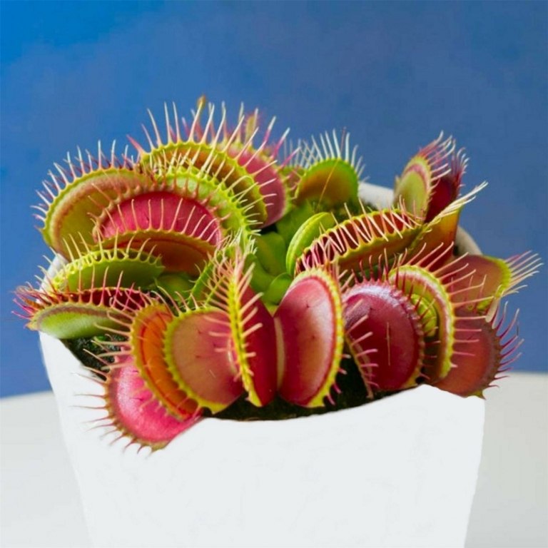 Venus flytrap (Dionaea muscipula) er ikke effektiv mod husfluer og andre