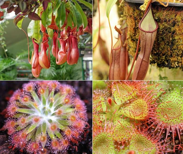 Kandeplanter (Nepenthes) og soldug (Drosera) som kødædende planter til indendørs og udendørs
